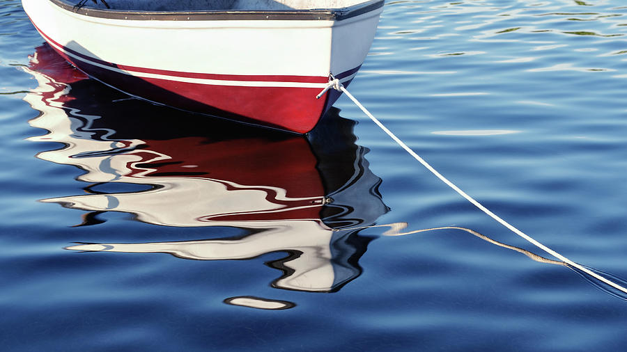 Delphin Photograph by Laura Fasulo