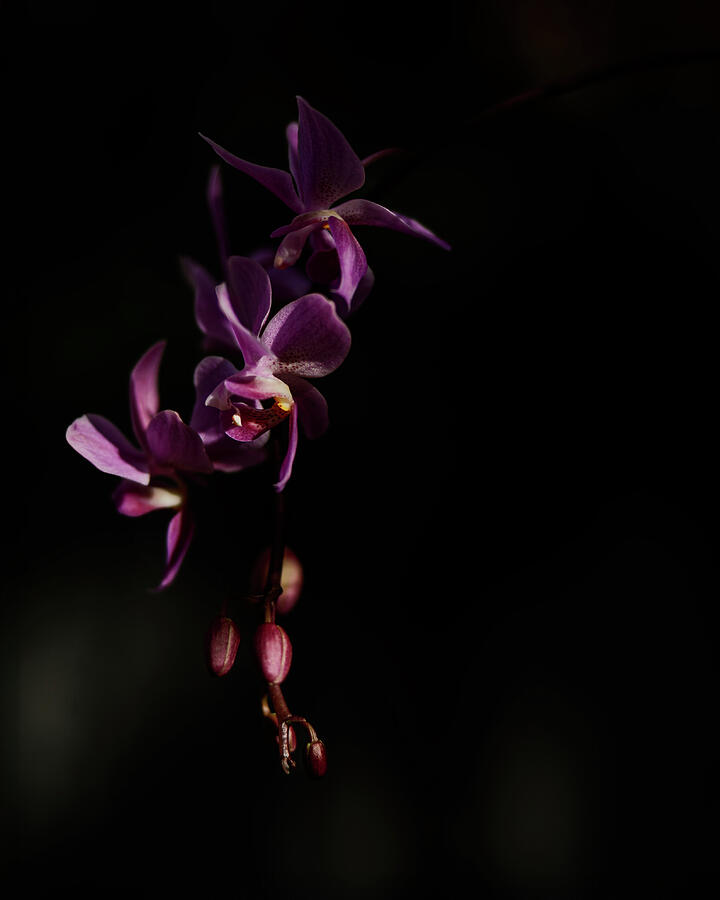 Elegant Purple Orchids in Darkness Photograph - Descending Light  Orchid in Shadow, Botanical Fine Art Photography by Robert Niemeier