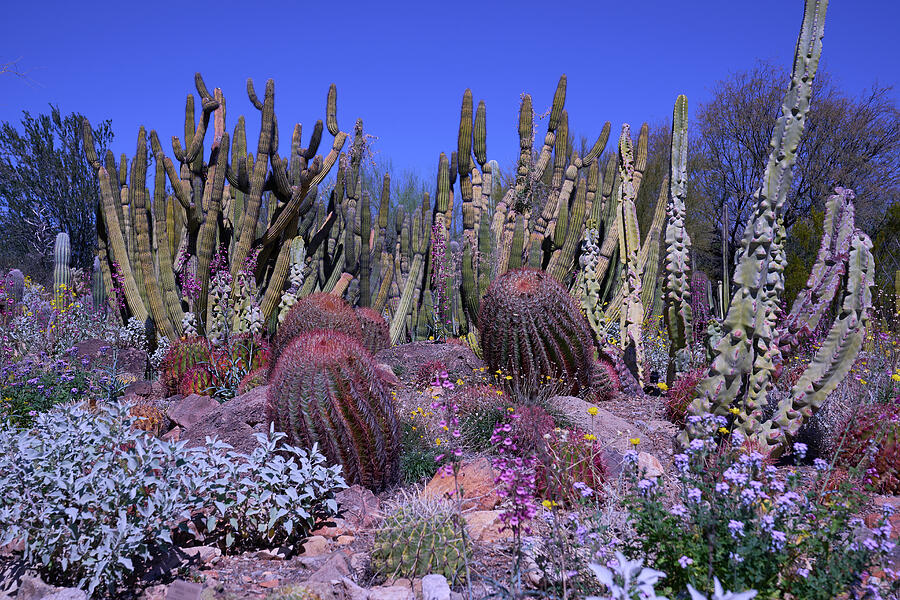 Desert Cacti by Deb Korzen