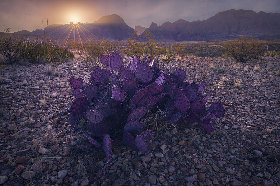 Desert Dweller Photograph by Slow Fuse Photography