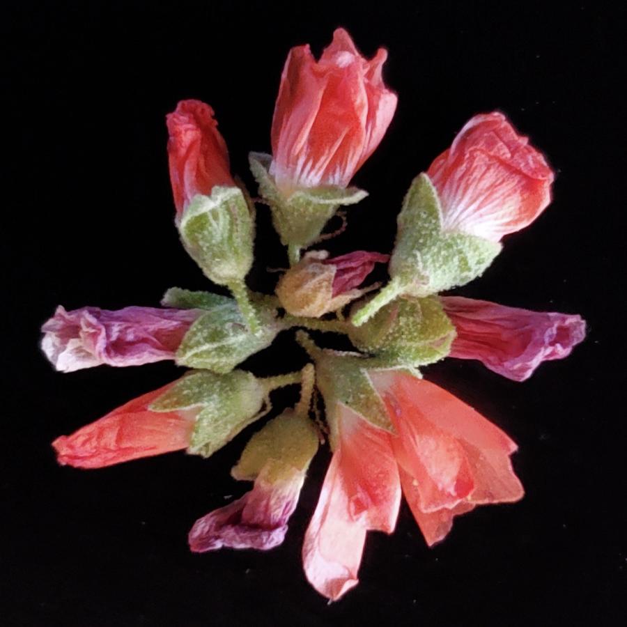 Desert Globemallow Buds Photograph by Joy Garso