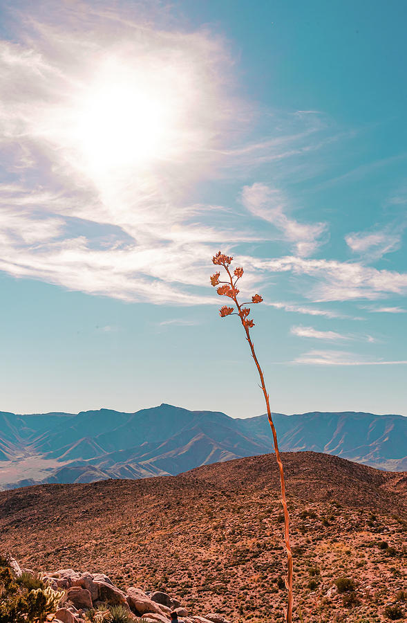 Desert Life, Anza-Borrego Desert, California Photograph by Shannon Williams
