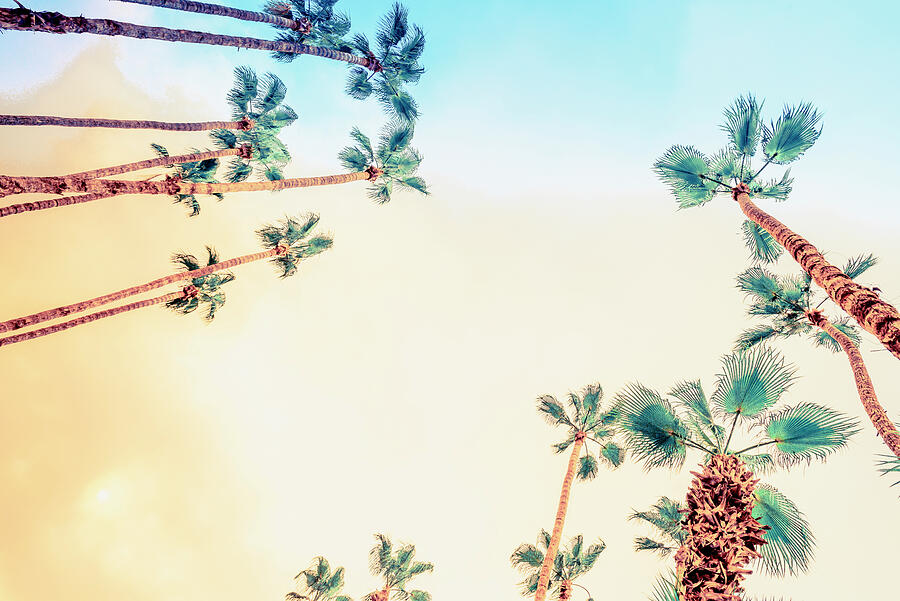 Desert Palm Trees Palm Springs 0457-100 Photograph by Neptune Images