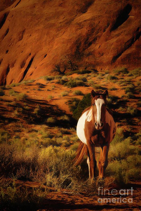 Horse in Desert Landscape Photograph - Desert Sentinel by Dodie Ross