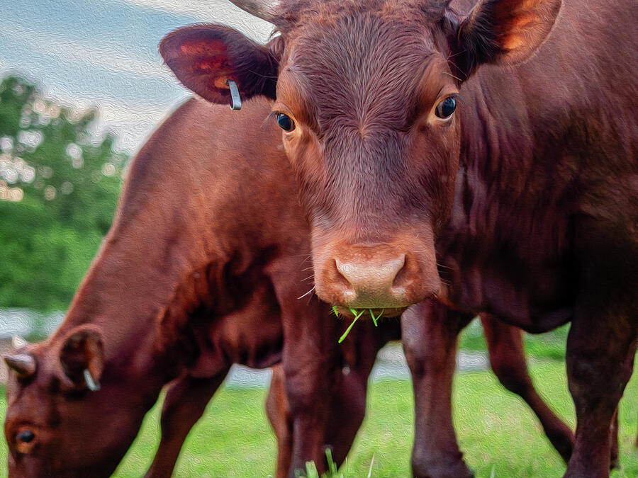 Devon Calves Munching Grass - Oil Painting Style Photograph by Rachel Morrison