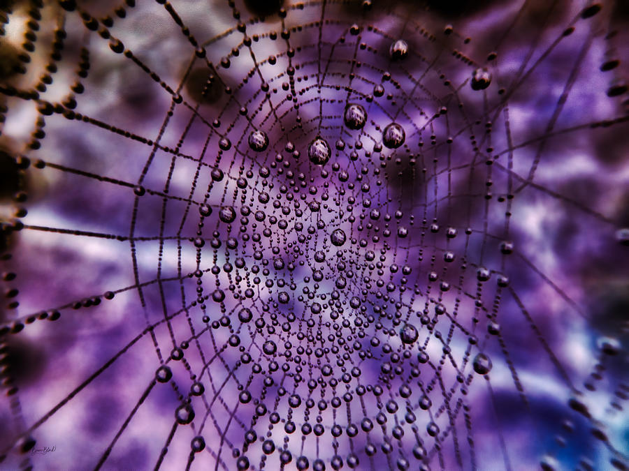 Dew Covereed Spiderweb Photograph by Bruce Block