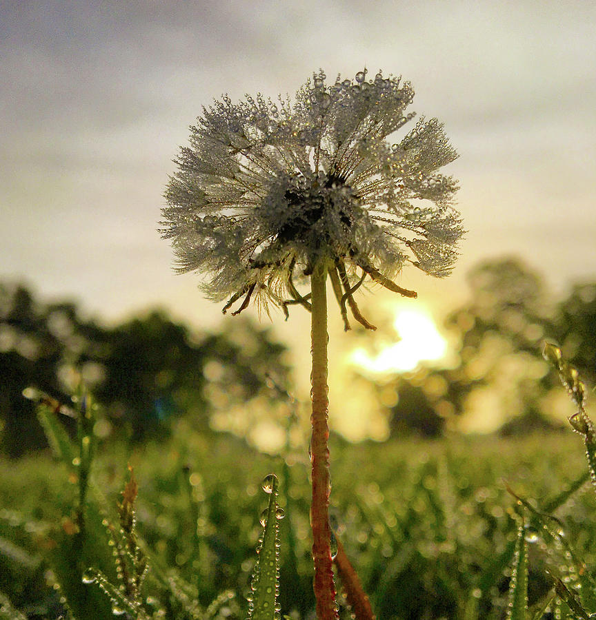 Dew-Drenched Dandelion Photograph by Greg Lane