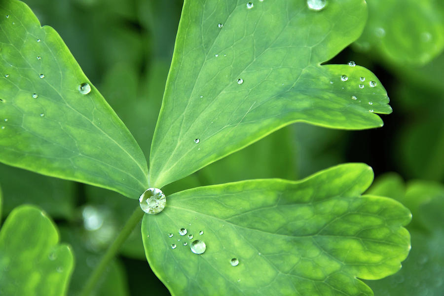 Diamond Dew Drop Photograph by Lisa Chorny