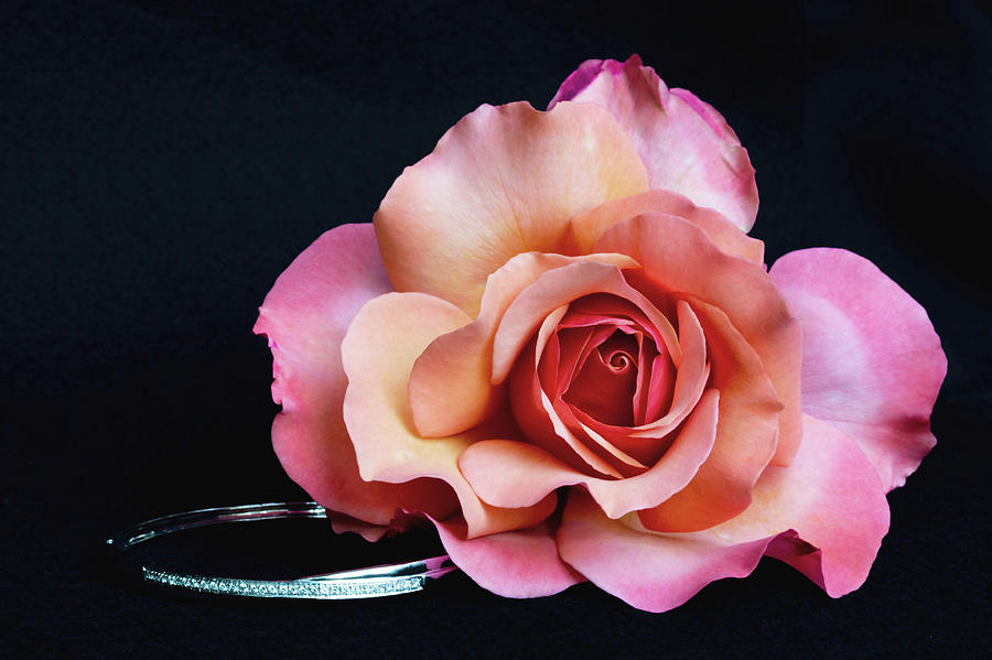 Diamond Rose II Photograph by Gina Fitzhugh