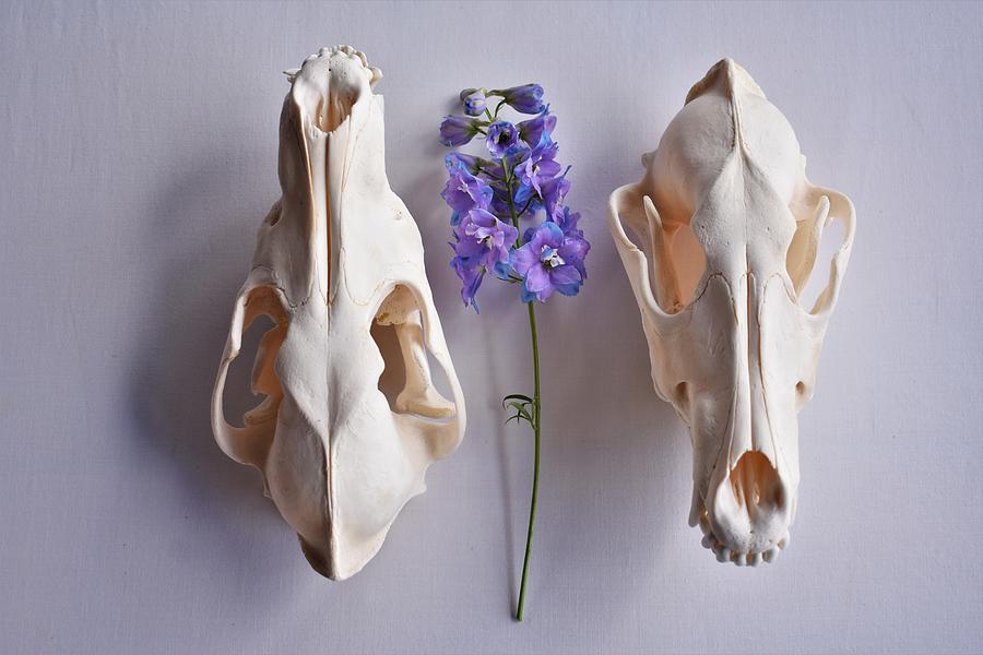 Dichotomy Photograph by Alden Ballard