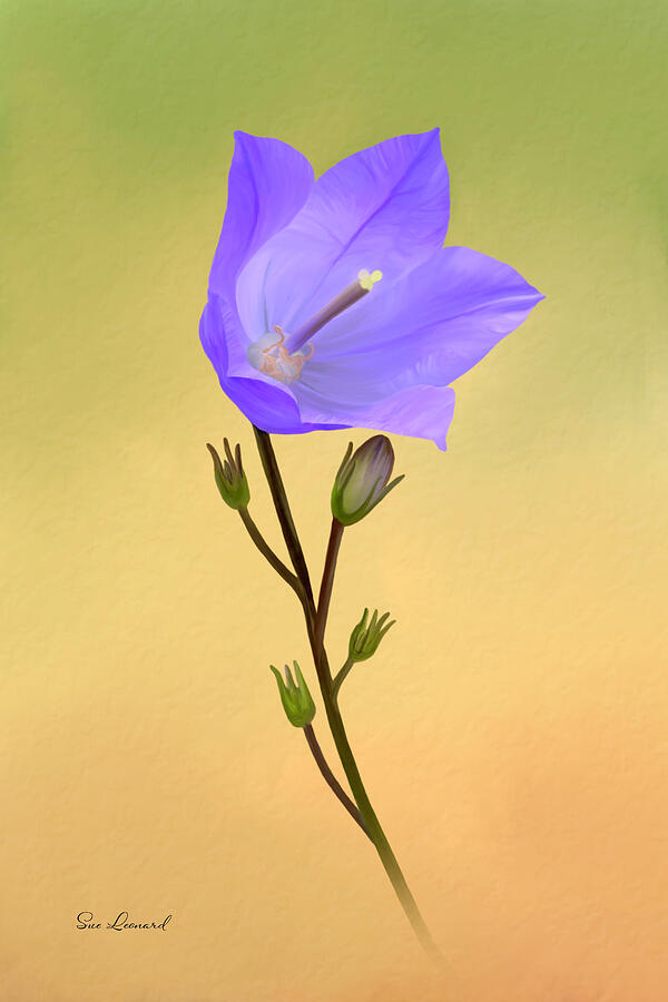 Digitally painted Campanula Photograph by Sue Leonard