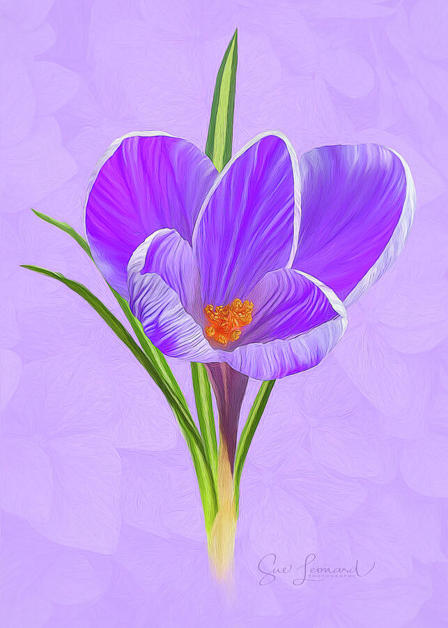Vibrant Purple Crocus Blossom Photograph - Digitally painted Crocus by Sue Leonard
