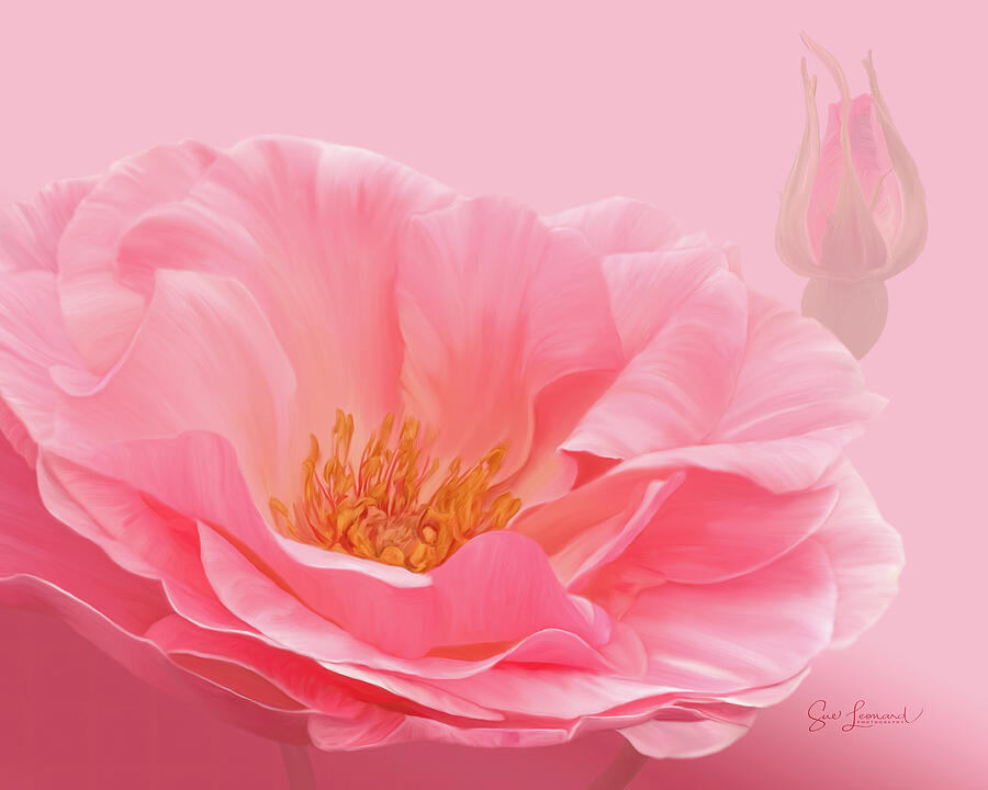 Delicate Pink Rose Blossom Photograph - Digitally Painted Dog Rose by Sue Leonard