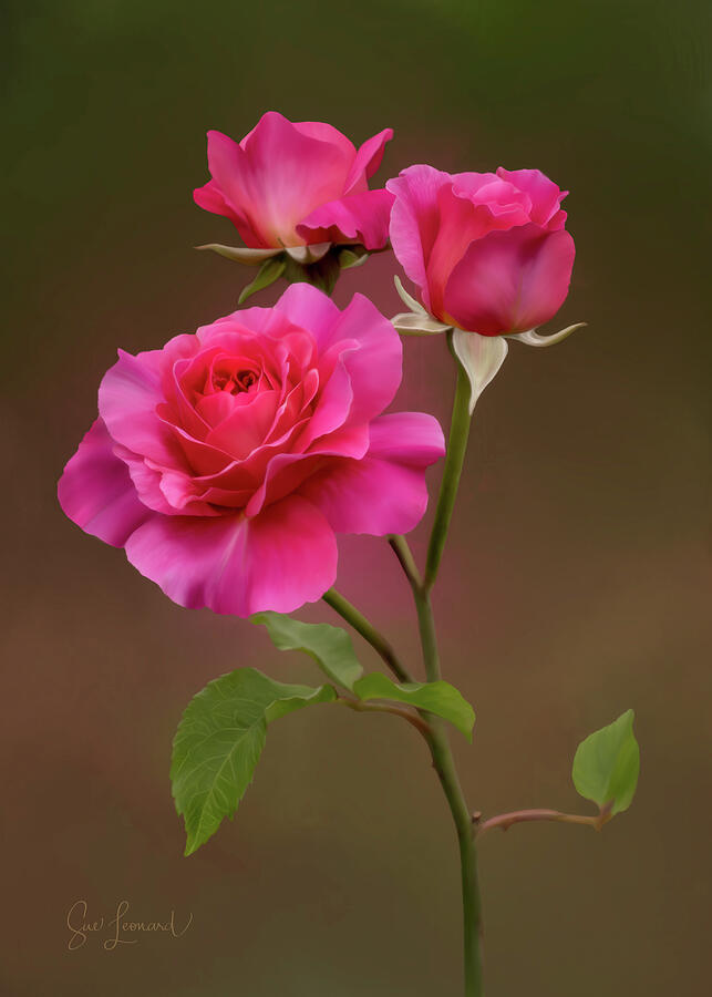 Digitally Painted Roses Photograph by Sue Leonard