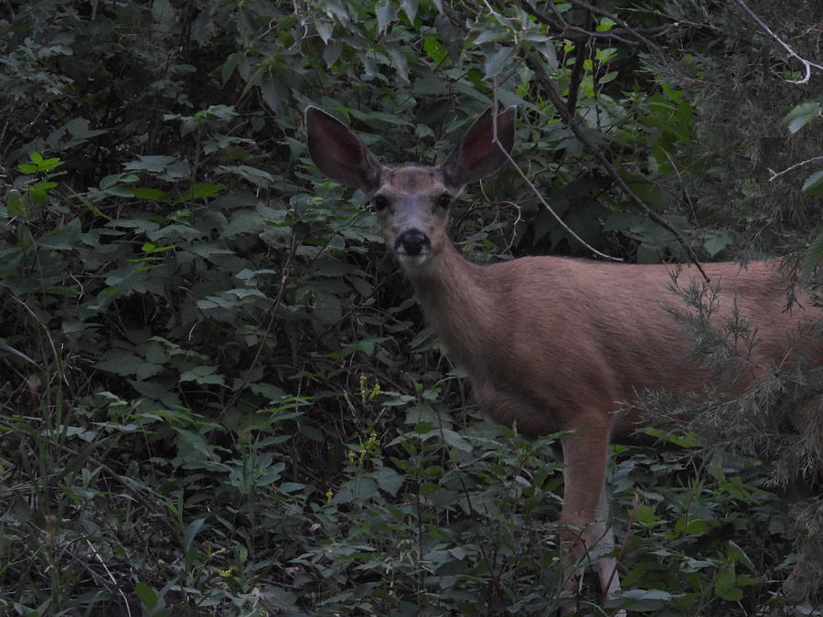 Doe at Dusk Photograph by Amanda R Wright