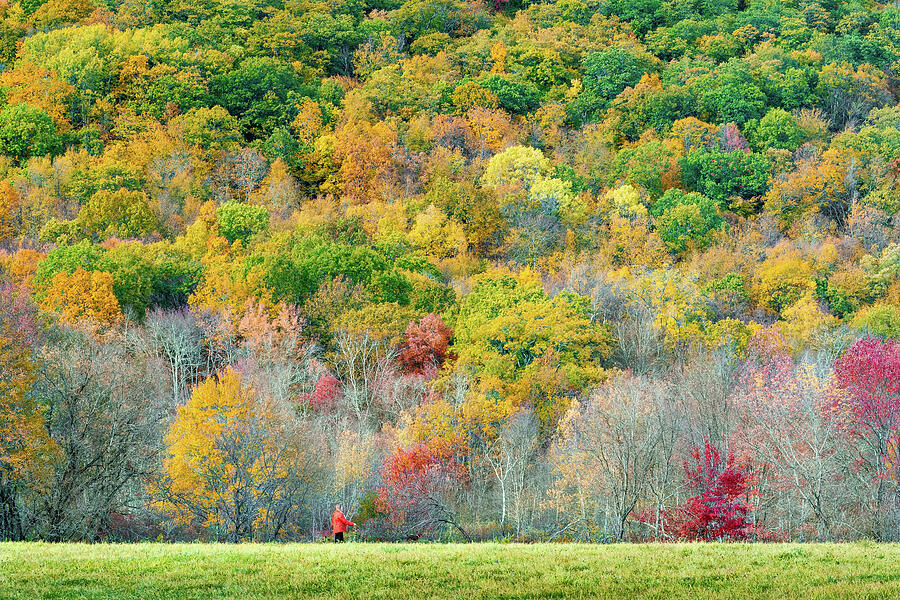 Autumn Forest with Vibrant Colors Photograph - Dog Walker in the Fall by Dave King