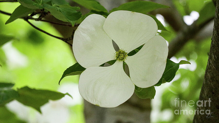 Dogwood Flower Photograph by D Lee