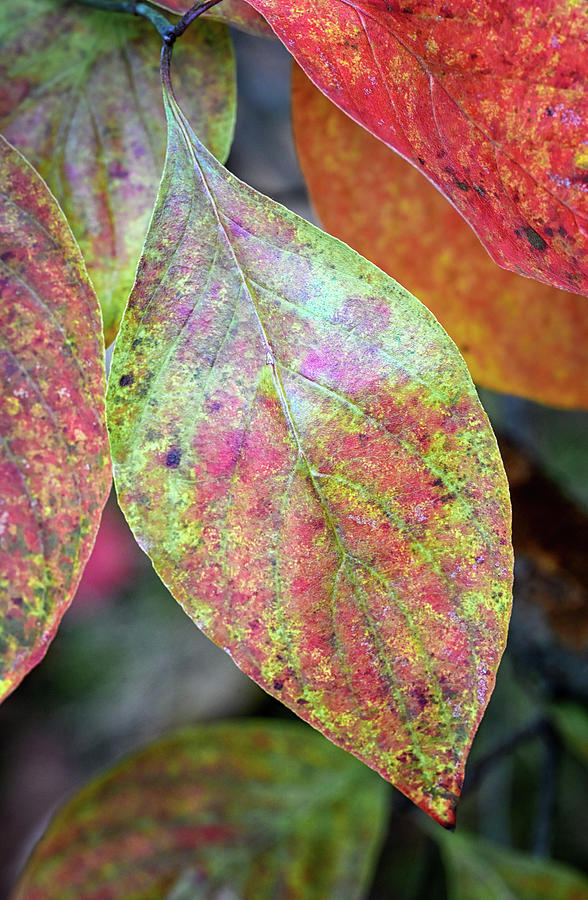 Dogwood Peak Photograph by Steven Nelson