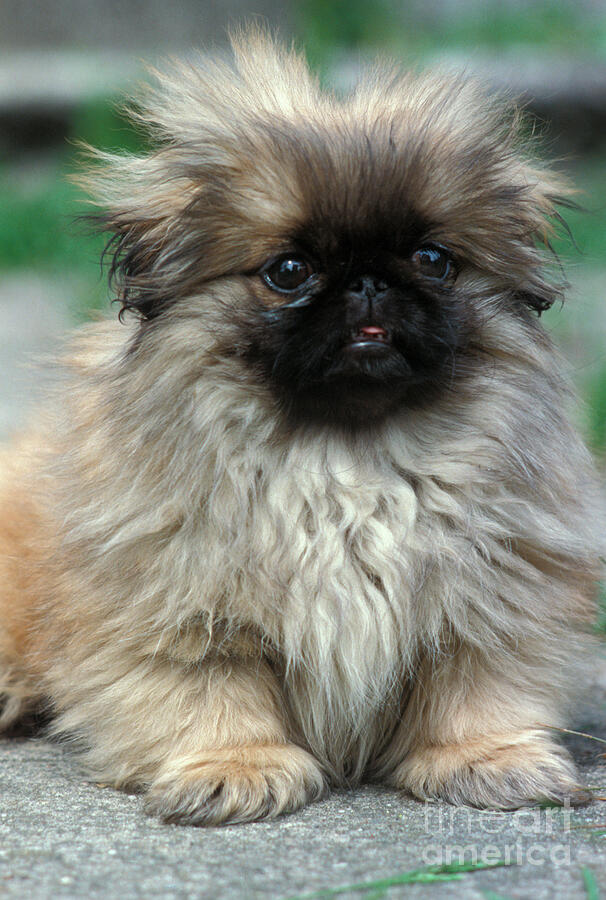 ペキニーズ書籍4冊セット 本 洋書 写真 pekingese PEKINGESE Domestic dog, Pekingese puppy portrait by Adriano Bacchella