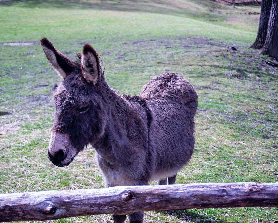 Donkey In A Barnyard Photograph by Flees Photos