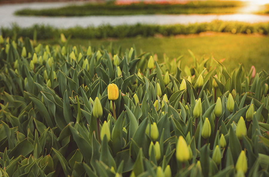 Dont be afraid Photograph by Nova Rae