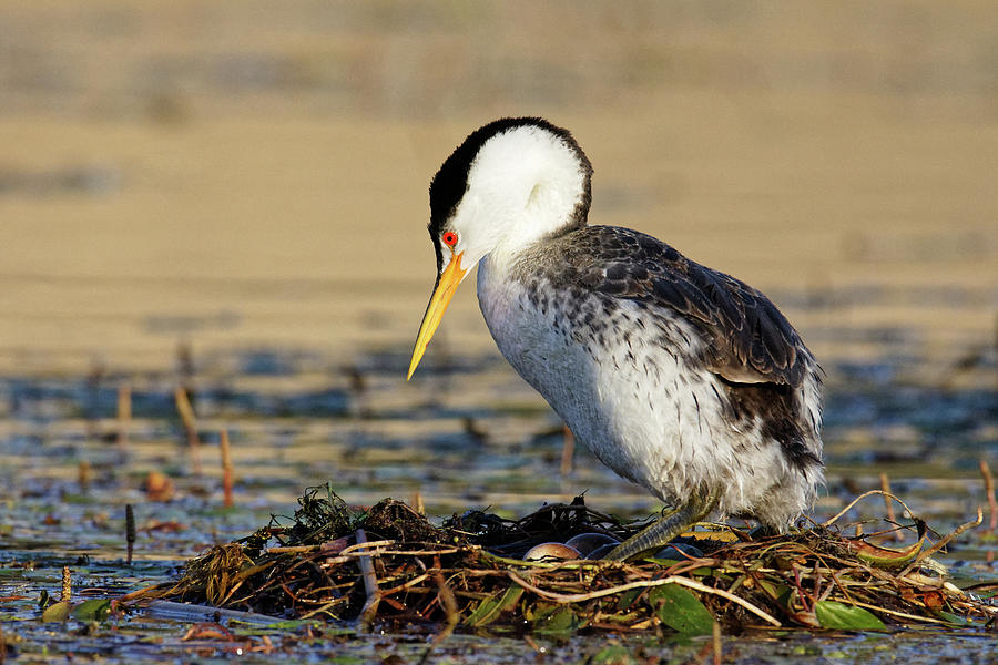 Dont Count Your Grebes... -- Clarks Grebe Nest with Eggs at Santa Margarita Lake, California Photograph by Darin Volpe