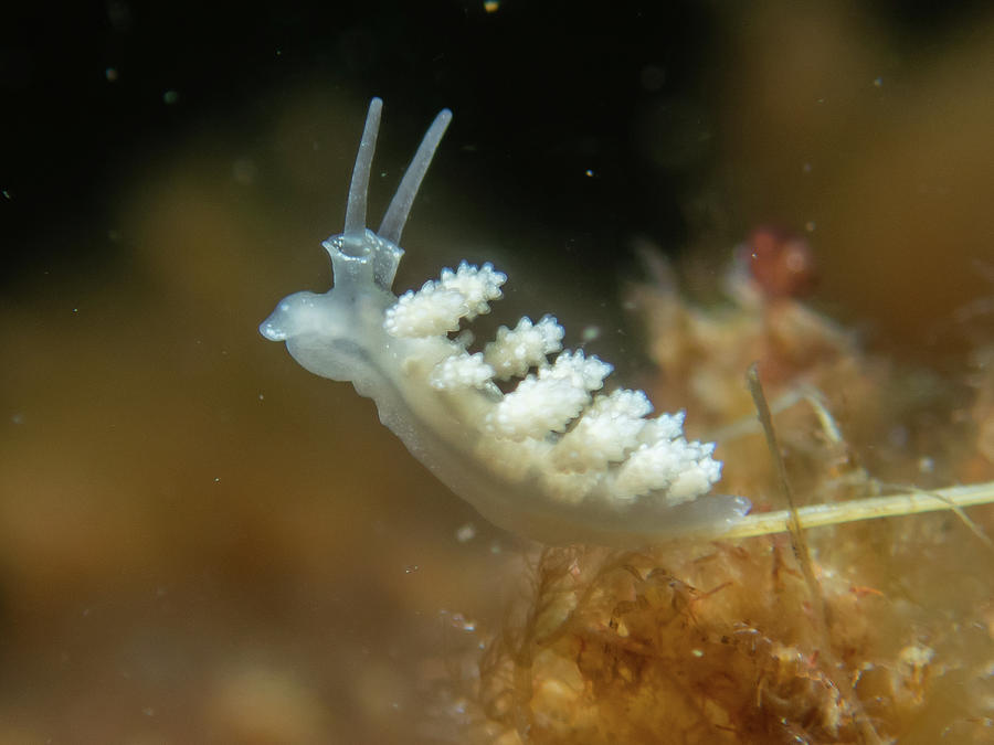 Doto nudibranch Photograph by Brian Weber