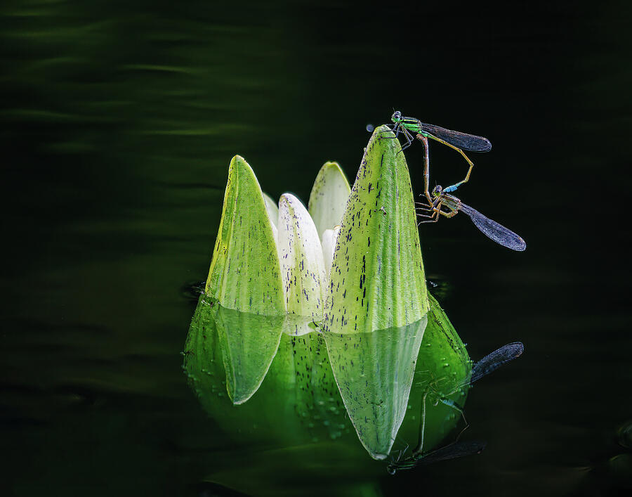 Missouri Botanical Garden - Dragonflies on Lily Photograph by Robert Niemeier