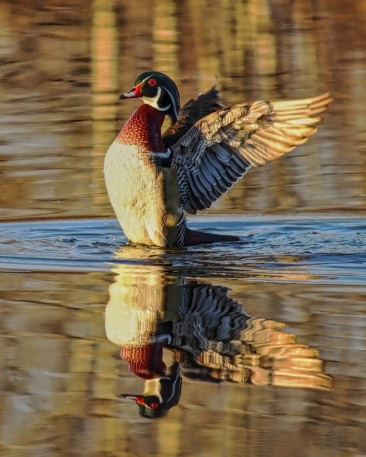 Drake Wood Duck Stretching Photograph by Dale Kauzlaric
