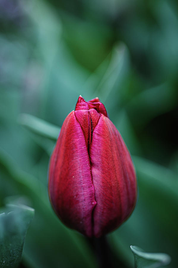 Dramatic color Photograph by Nova Rae