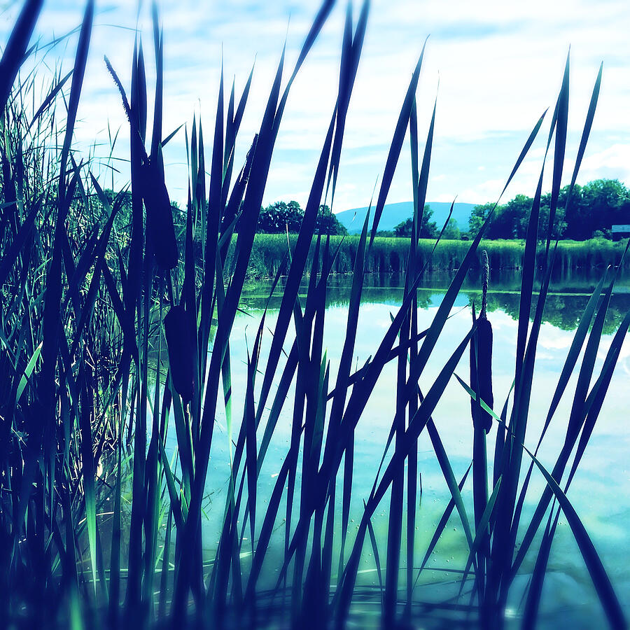 Serene Lakeside Reeds Photograph - Dreamy Cattails by the Lake by Onedayoneimage Photography