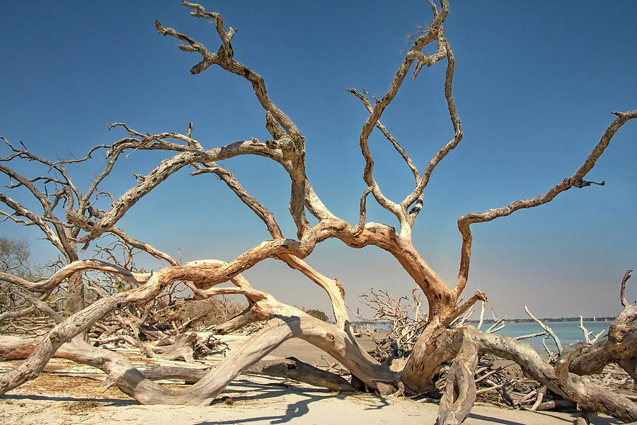 Driftwood Beach Photograph by Rebecca Herranen