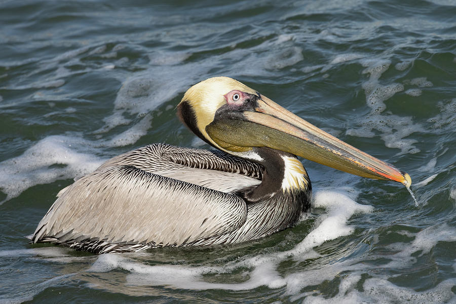 Drooling Brown Pelican Photograph by RD Allen
