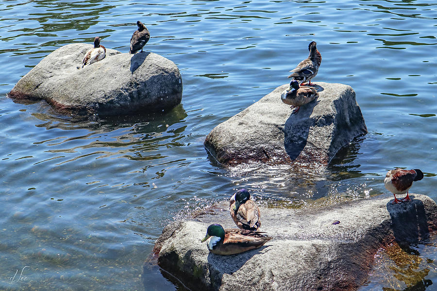 Duck couples on a date Photograph by D Lee