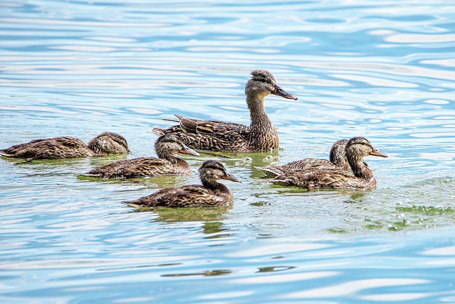 Duck Family Photograph by Matt Halvorson