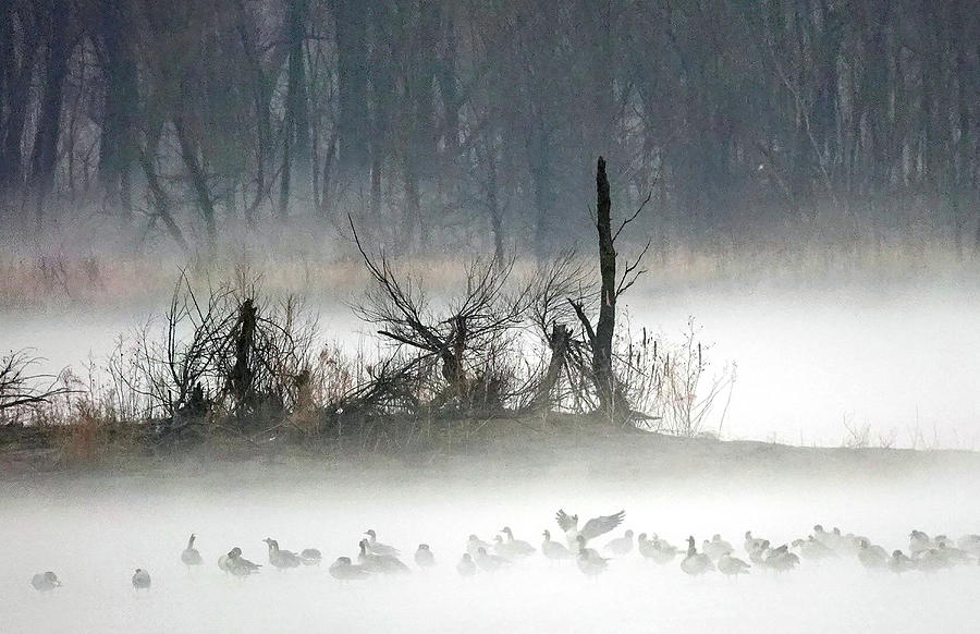 Ducks in Fog Photograph by Robert Allen Hill