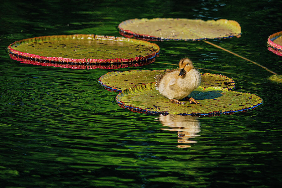 Ducks on the Pond Photograph by Robert Niemeier