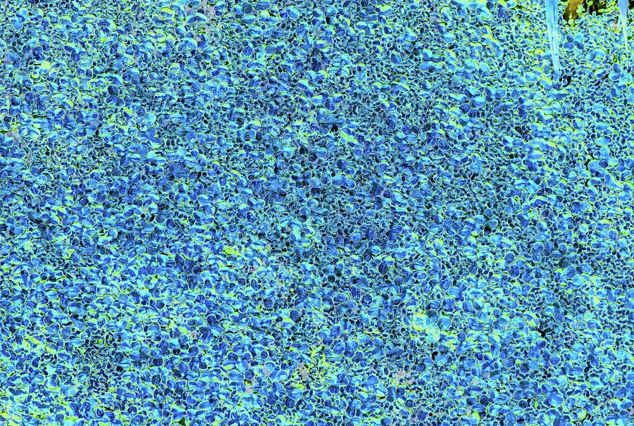 Duckweed Abstract Digital Art by Bruce Block