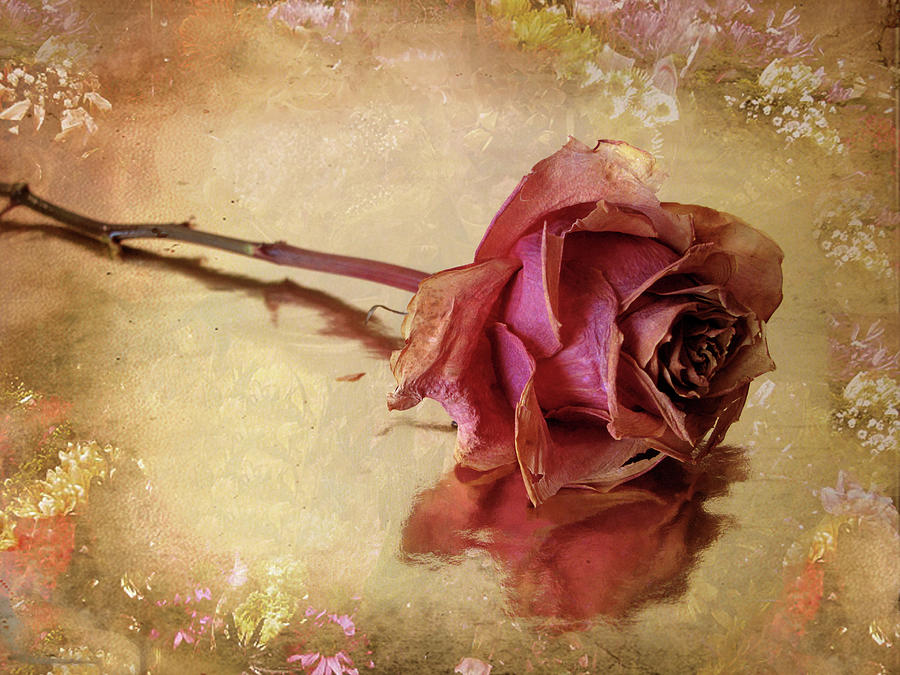 Faded Rose in Soft Light Photograph - Dusty Rose by Jessica Jenney
