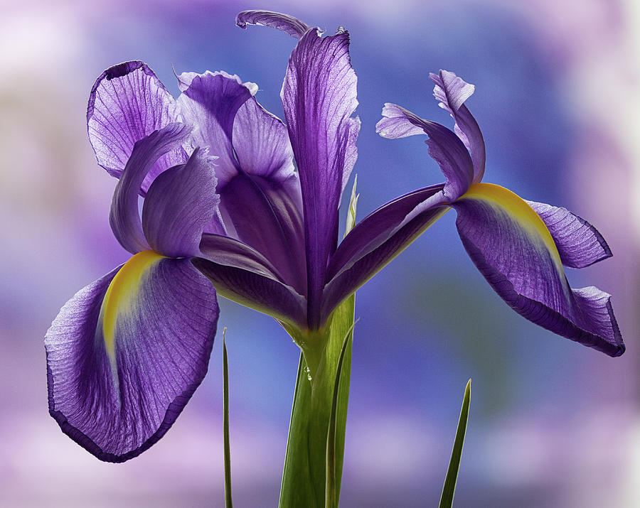 Dutch Iris Photograph by Shirley Mitchell