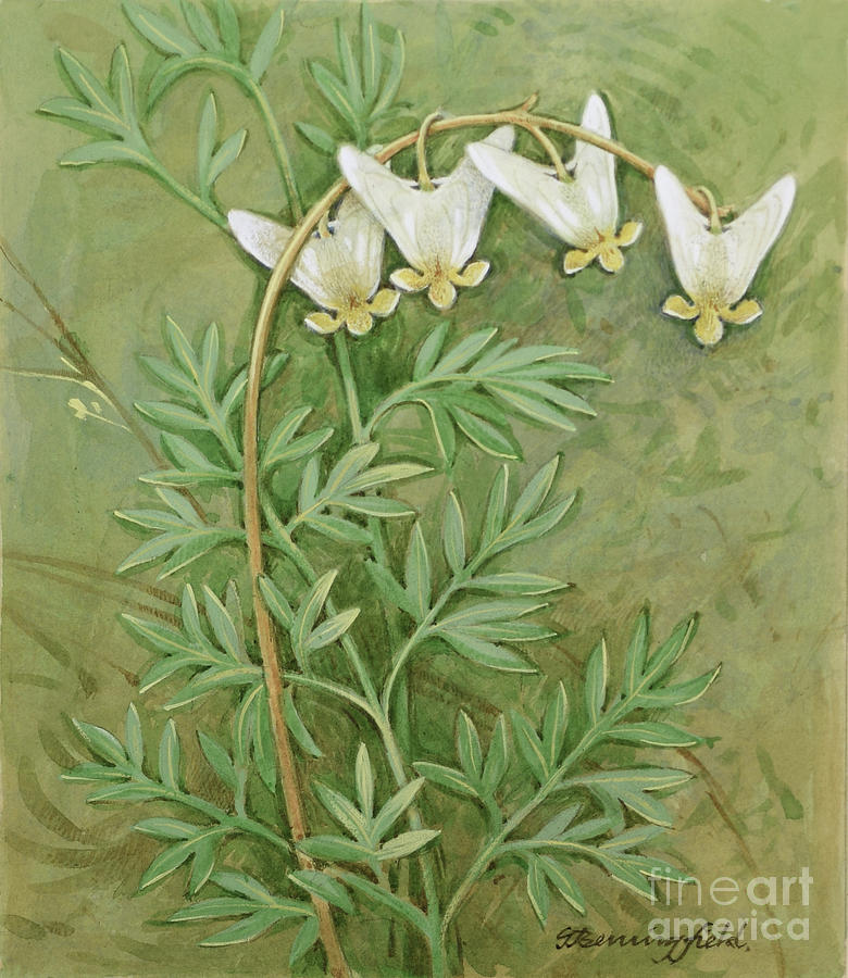 Dutchmans Breeches Painting by Gordon Beningfield
