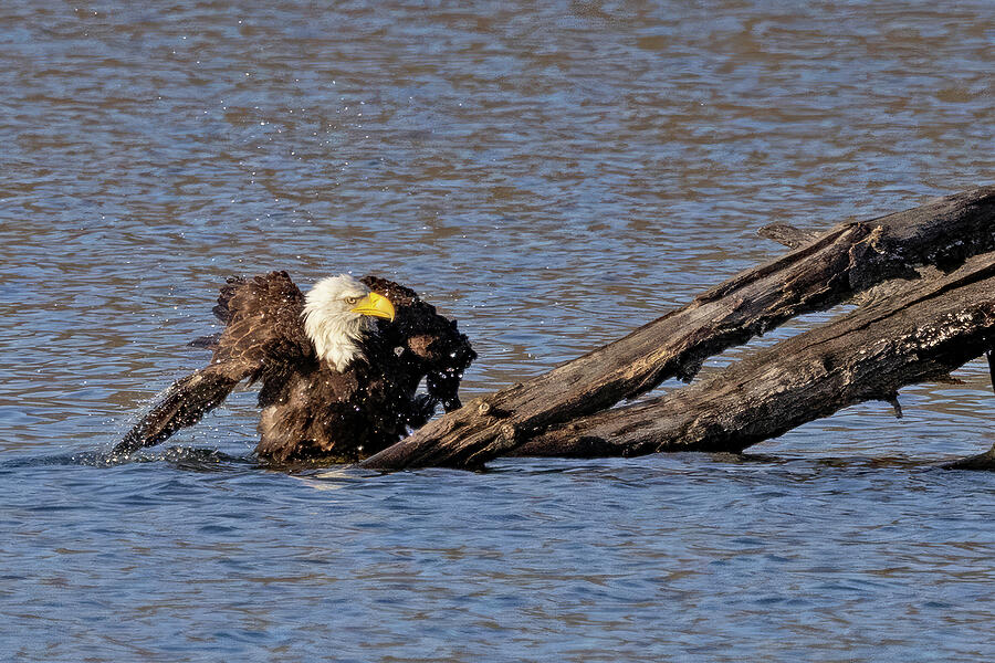 Eagle Bath Photograph by Gina Fitzhugh