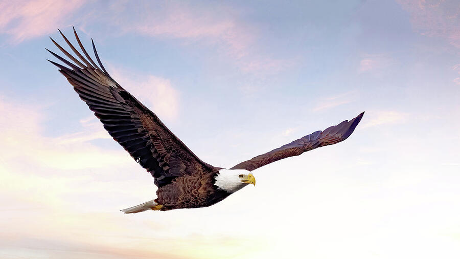 Eagle Flight Photograph by Gina Fitzhugh