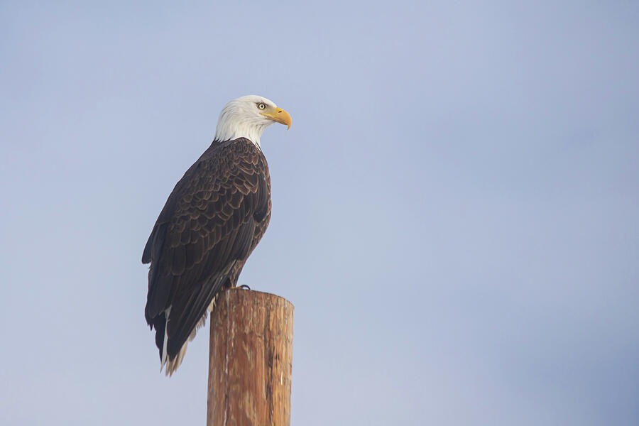 Eagle Posed Under Natures Softbox Photograph by Mike Lee
