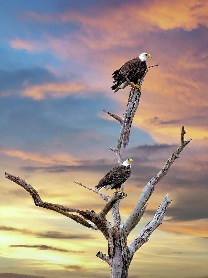 Eagles At Sundown Photograph by Gina Fitzhugh