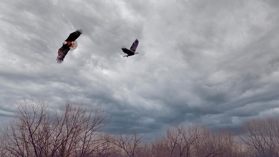 Eagles zin zflight Photograph by Robert Allen Hill
