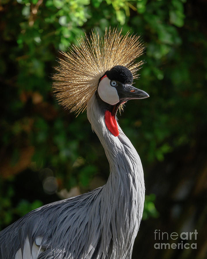 East African Crowned Crane - Balearica Regulorum Photograph by Abigail Diane Photography