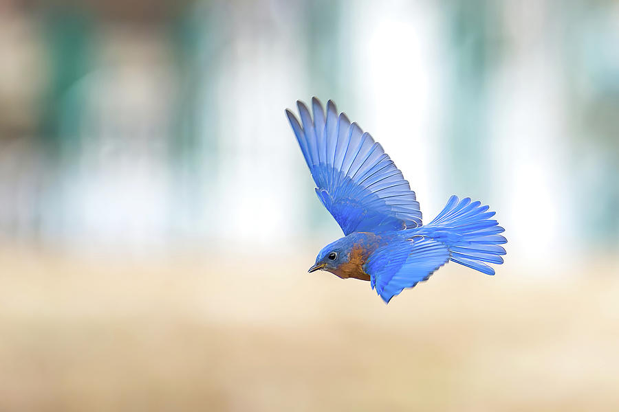 Eastern Bluebird Photograph by William D Briscoe