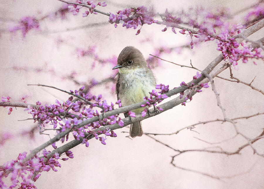 Eastern Phoebe In Spring Blossoms Photograph by Dan Sproul