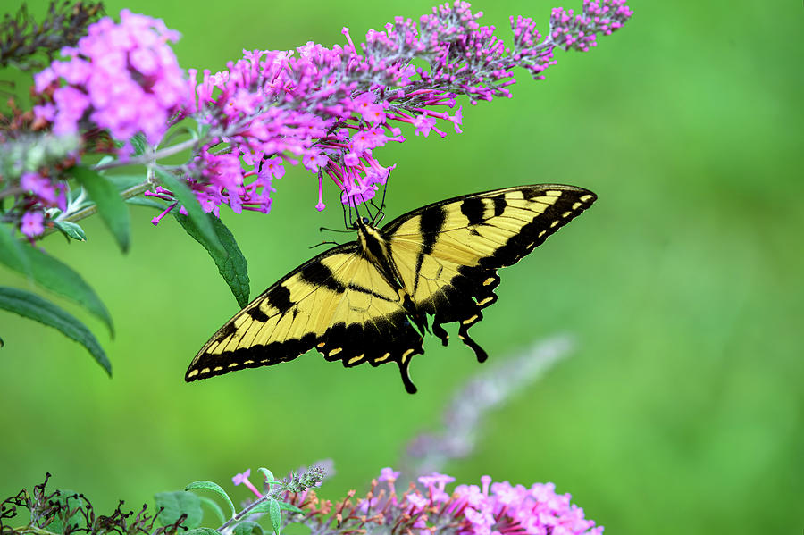 Eastern Tiger Swallowtail Butterfly Feast Photograph by William D Briscoe